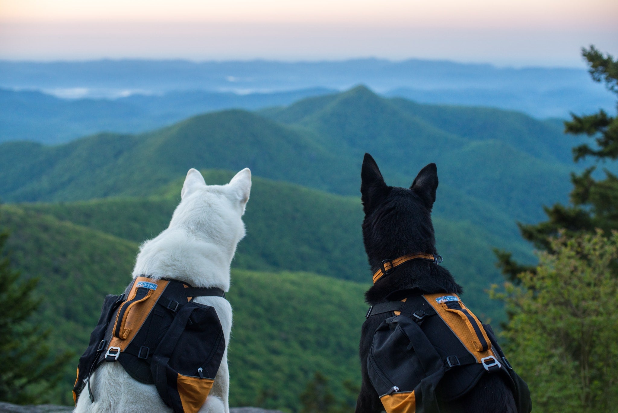 Dog Friendly Hikes in Oregon