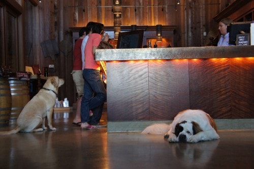 Dog Friendly Getaway: Sonoma Wineries