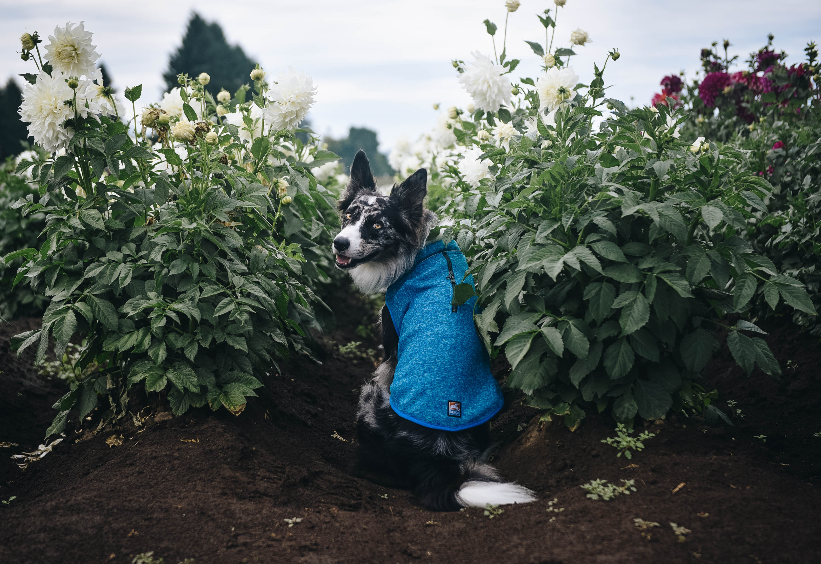 Trail Tested: Kurgo K9 Core Sweater