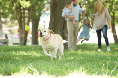 ​6 Tips for Handling High-Energy Dogs