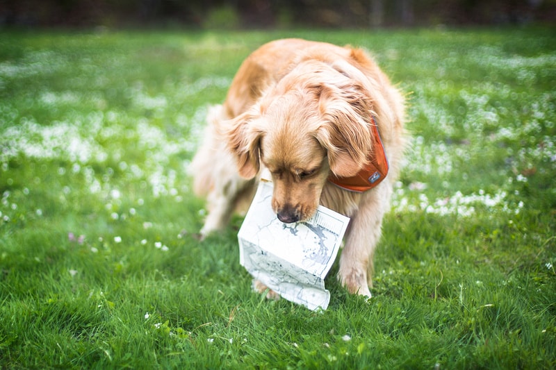 Dog Friendly Hiking Trails in New Hampshire