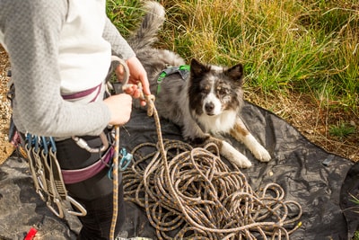 How Much Exercise Does Your Dog Really Need?