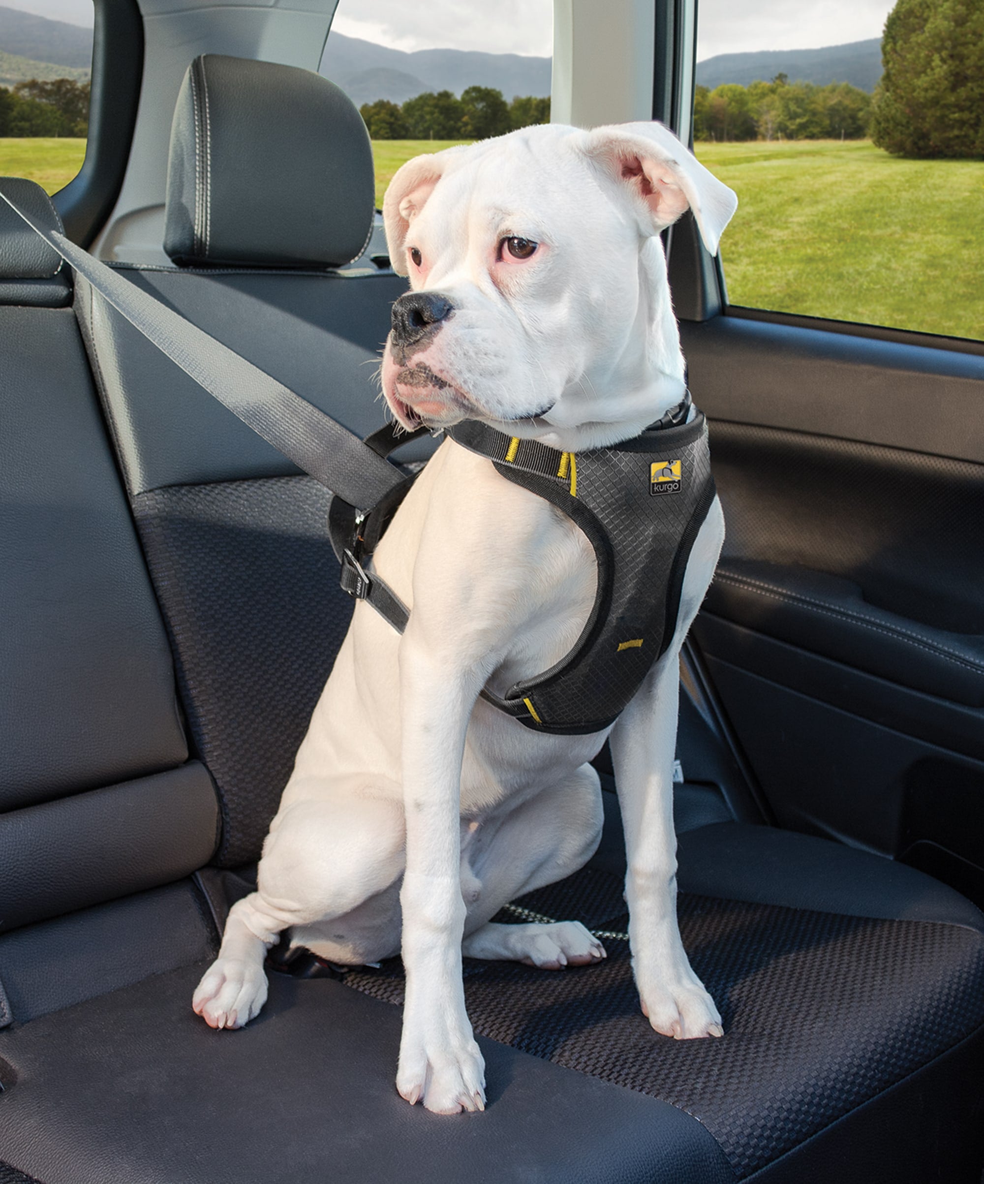 How to attach a dog harness to a seat belt