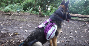 A Trek through the Land Guarded By Dogs