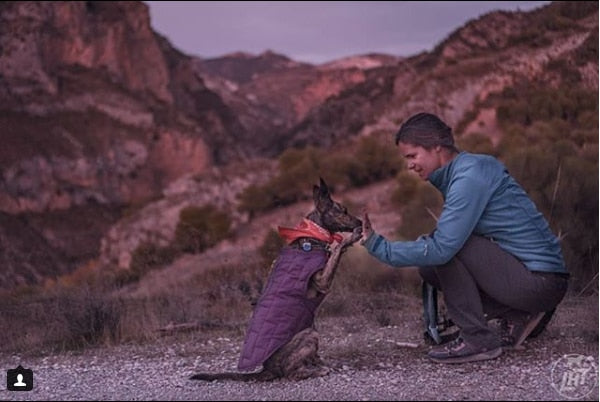 Thankful for our Dogs: 6 Touching Tales