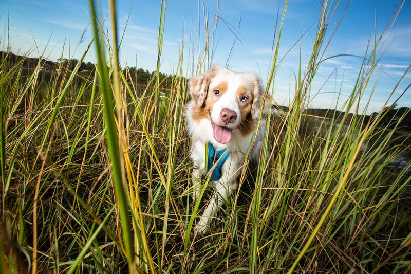 Lyme Disease and Tick Prevention