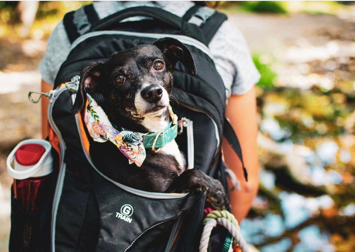 Dog-Friendly Hikes: Vermont