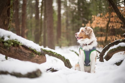 Places to Ski with Your Dog