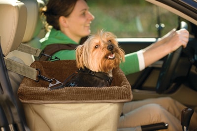 How Do You Put a Dog in a Car Seat?: Safe & Snug Tips