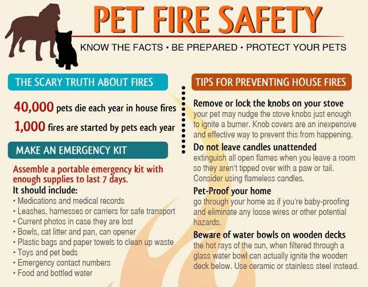 Pet Fire Safety Infographic