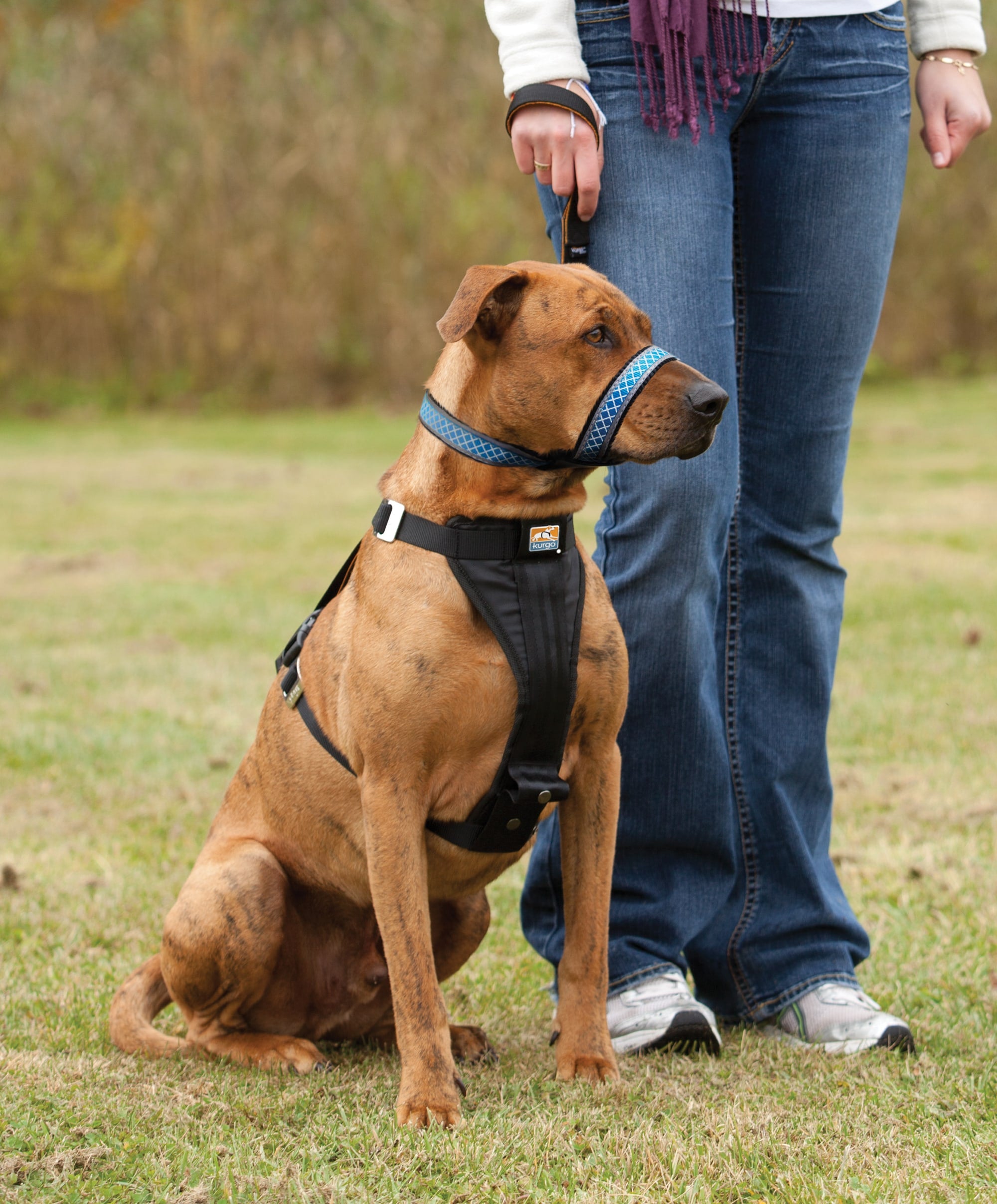 What to Look for In An Obedience Class