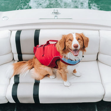 6 Reasons Your Dog Needs a Life Jacket