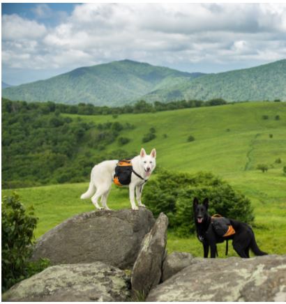 Spring Travel Hot Spots for You and Your Pup