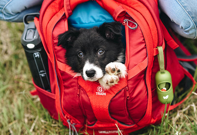 Kurgo: High Quality Outdoor Adventure Dog Gear Products