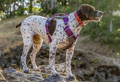 Harnesses Collection