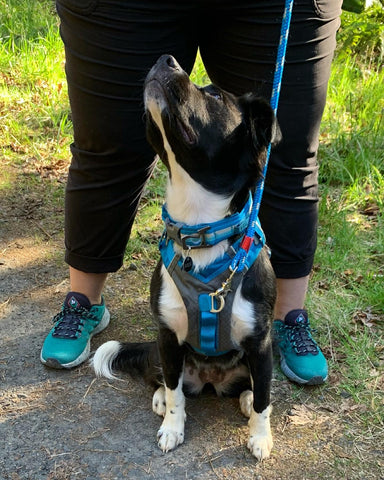 Big Judy the Border Collie mix stares up at Jenny (off-screen) while hiking. She is wearing the RSG Collar and Journey Air Harness in blue.