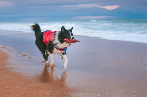 Draco the border collie running on the beach with his life jacket and toy.