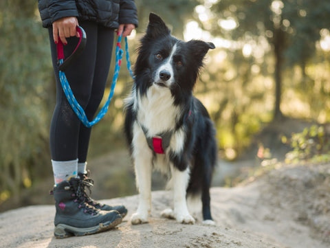 Draco the border collie looks at the camera while wearing the Journey Air Harness. Kristina is holding the Ascender Leash.