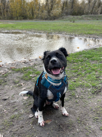 Judy is taking a break from playing at the dog park and posing for the camera. She is wearing a blue Journey Air Harness.