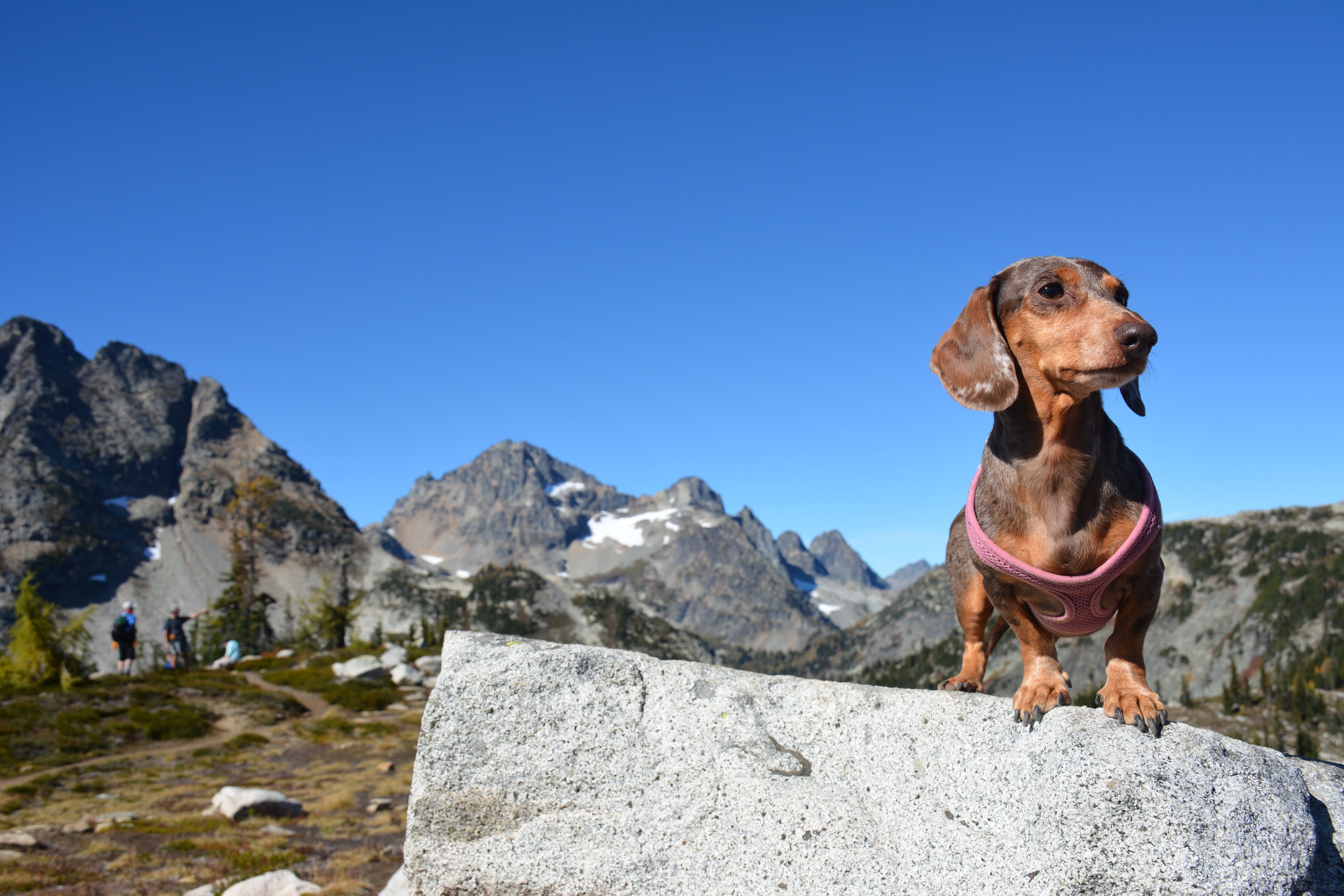 are dogs allowed at snoqualmie pass