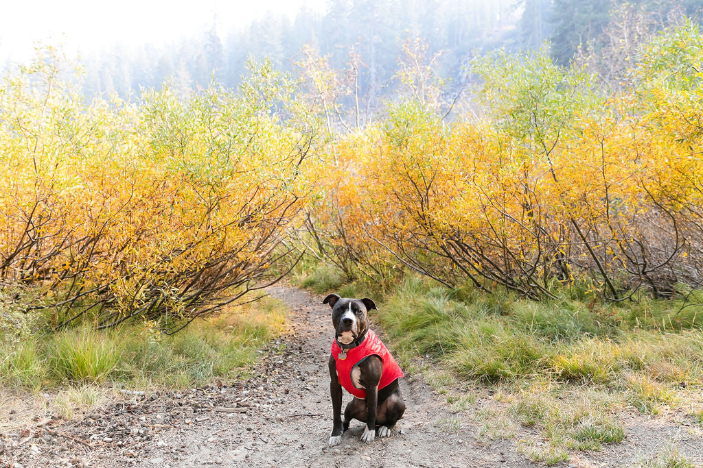 Eastern Sierra Fall