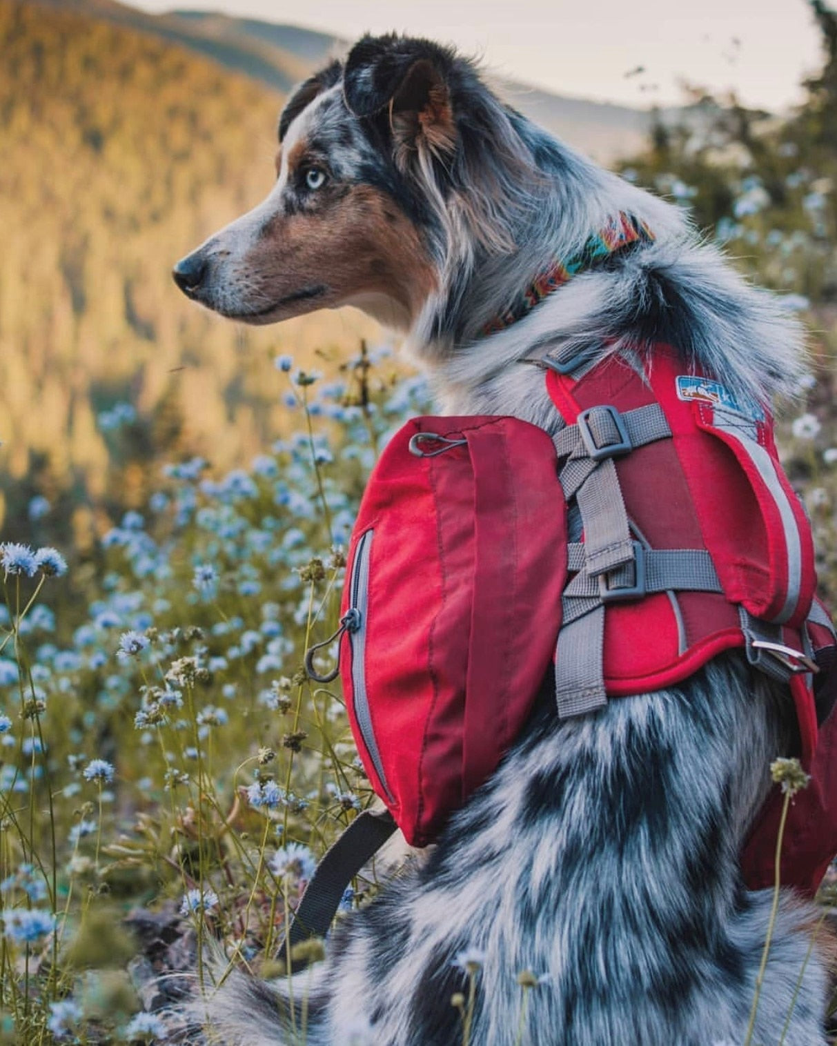 do dogs like carrying backpacks