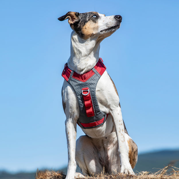 Harnais pour chien Journey Air Bleu, S