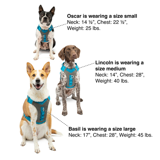 Dog Harnesses & Leashes, Cute Dog Gear