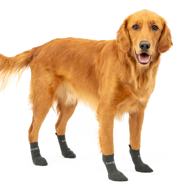 Blaze Dog Socks