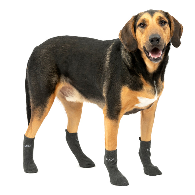 Dog Socks - Why Socks for Dogs