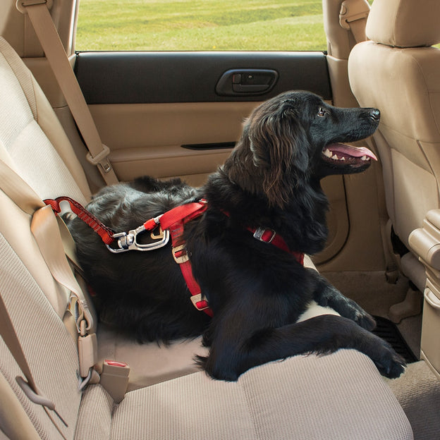 Kurgo - Attache Ceinture de Sécurité Voiture Tether pour Chien - Orange