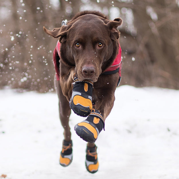 Dog Boots & Dog Shoes | Winter Paw Protection