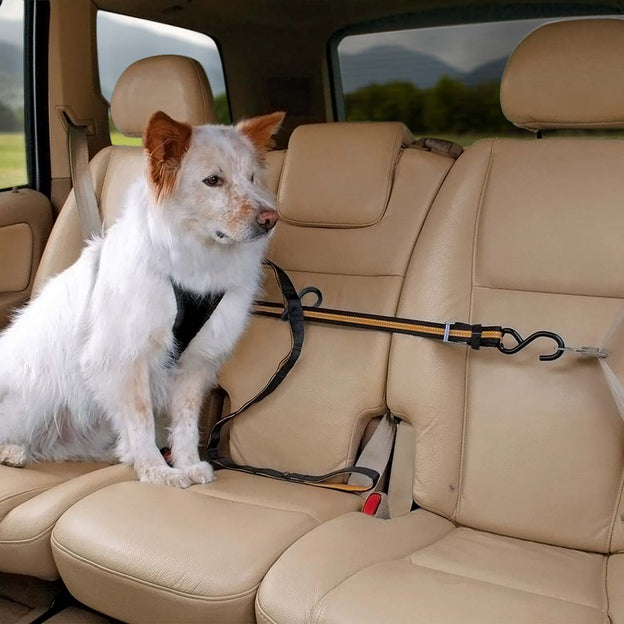 Dog Car Zipline  Dog Car Restraint