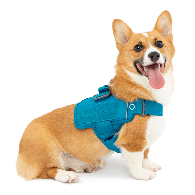 Chewy V Dog Backpack Harness