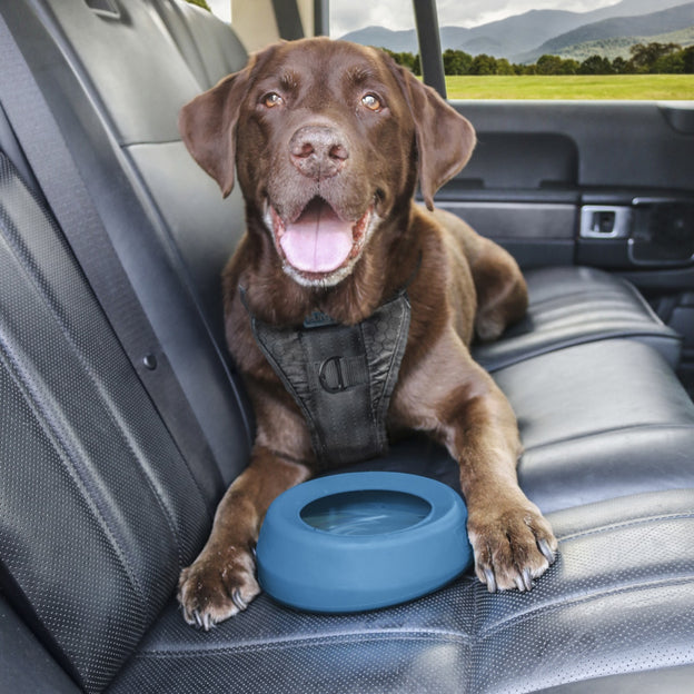 The 8 Best No-Spill Dog Water Bowls for Mess-Free Drinking