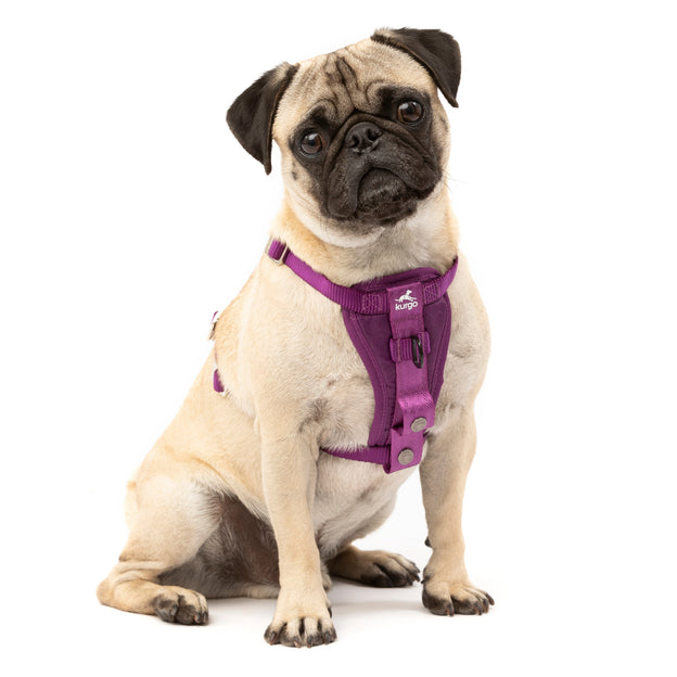NEW Kurgo Tru-Fit Smart Dog Walking Harness Size Small Includes Seatbelt  Tether