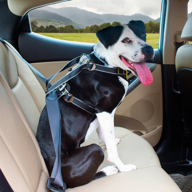 Do Dogs Need to Wear a Seatbelt?