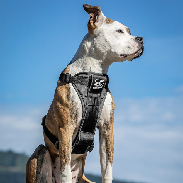 Kurgo Tru Fit Smart Dog Harness Quick Release, Small