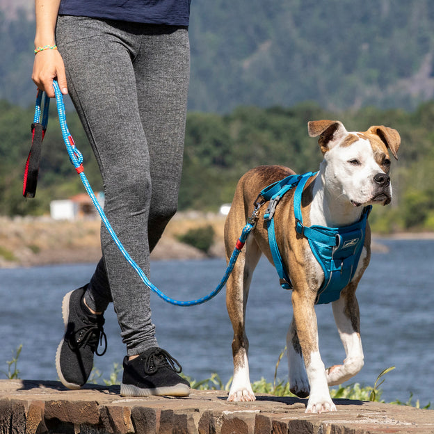 how should a harness fit on a dog