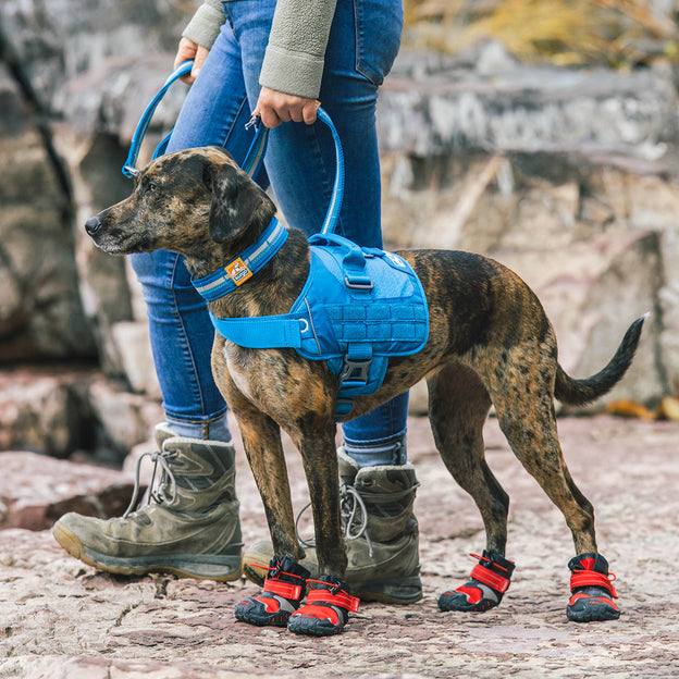 RSG Dog Townie Harness