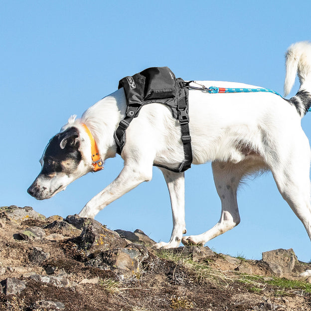 RTX Reflective Dog Backpack Harness
