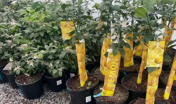 Citrus Trees available at Taylor's in Bluffton and Beaufort Garden Centers