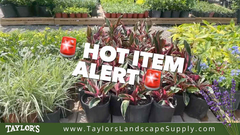 New Hot Items at Taylor's Landscape Supply