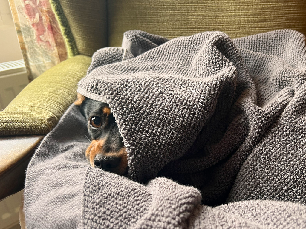 My dog Captain Mouse wrapped in a towel feeling cozy.