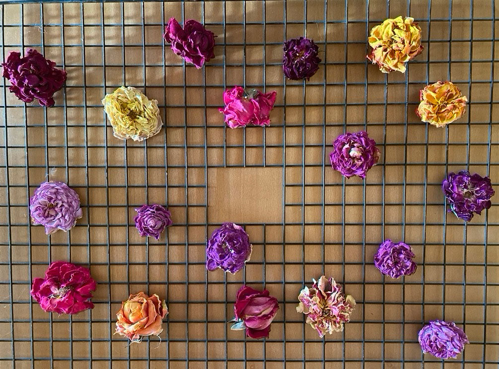 dried roses on a drying wrack