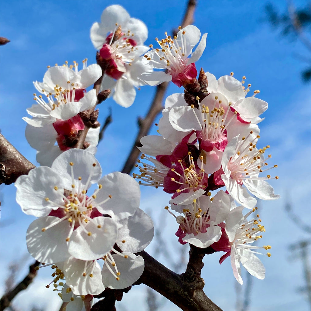 apricot blossoms