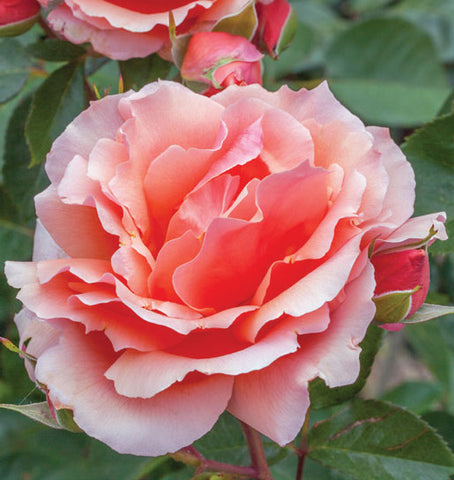 Apricot Candy Rose