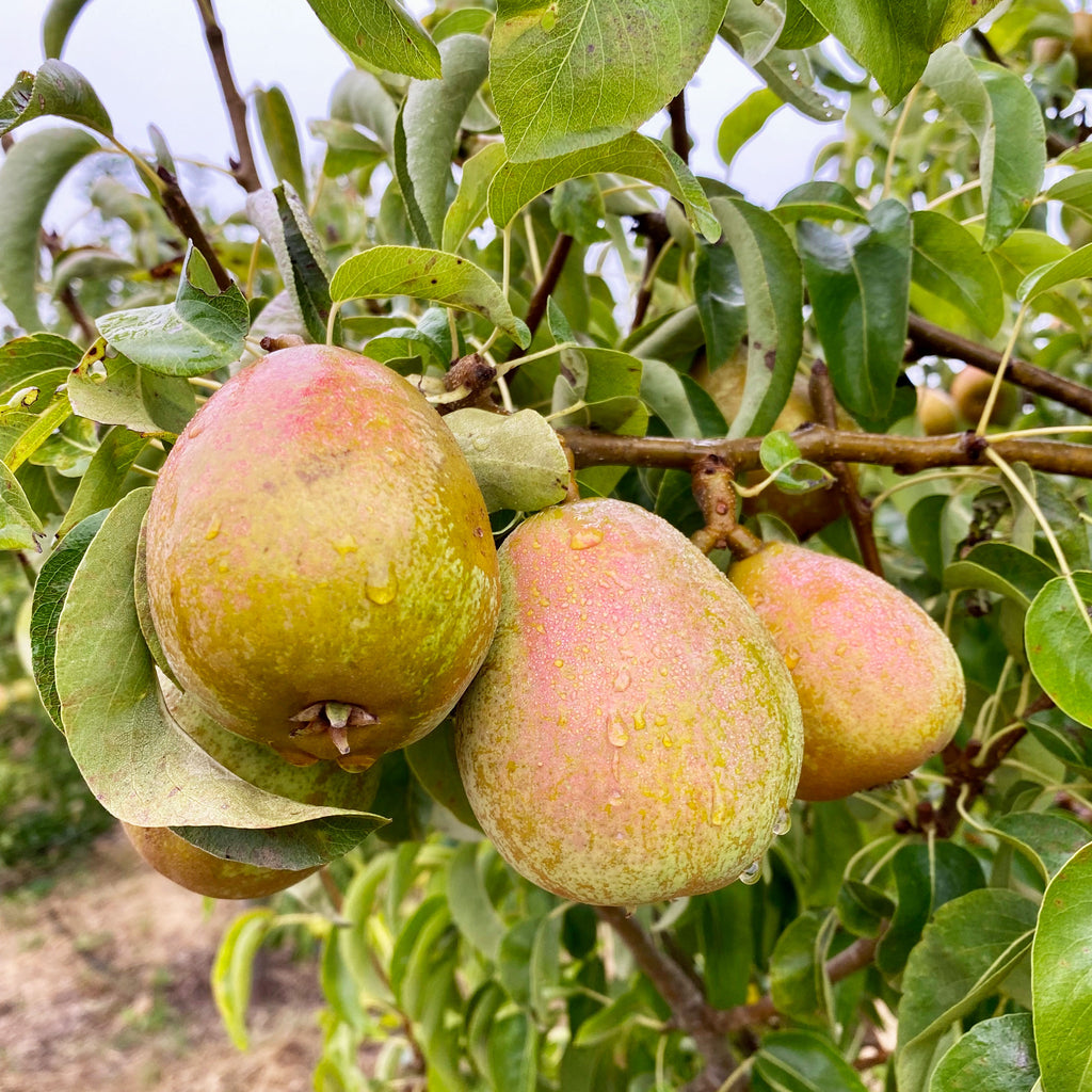 BLakes Pride Pears