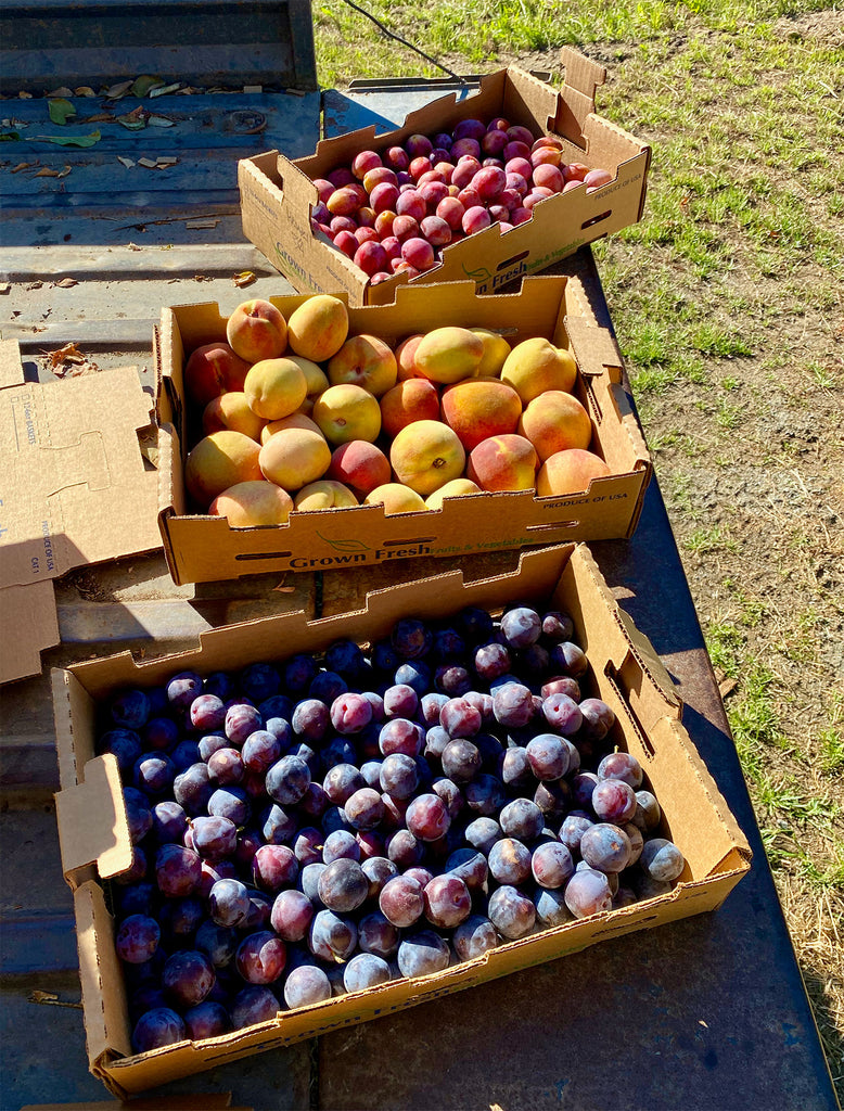 harvest of stone fruit in back of atv