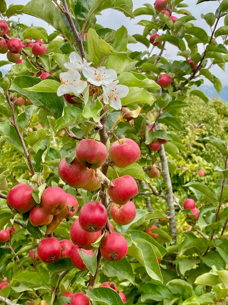 Wockson apples on a tree